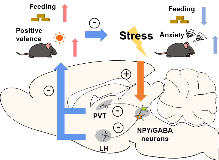 刘铁民及其合作团队揭示神经肽NPY神经元调控长期压力